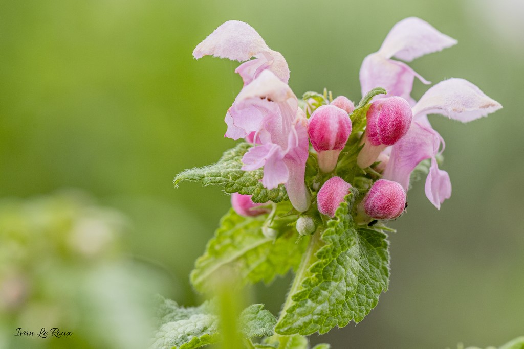 Mélittes à feuilles de mélisse (Melitis melissphyllum)