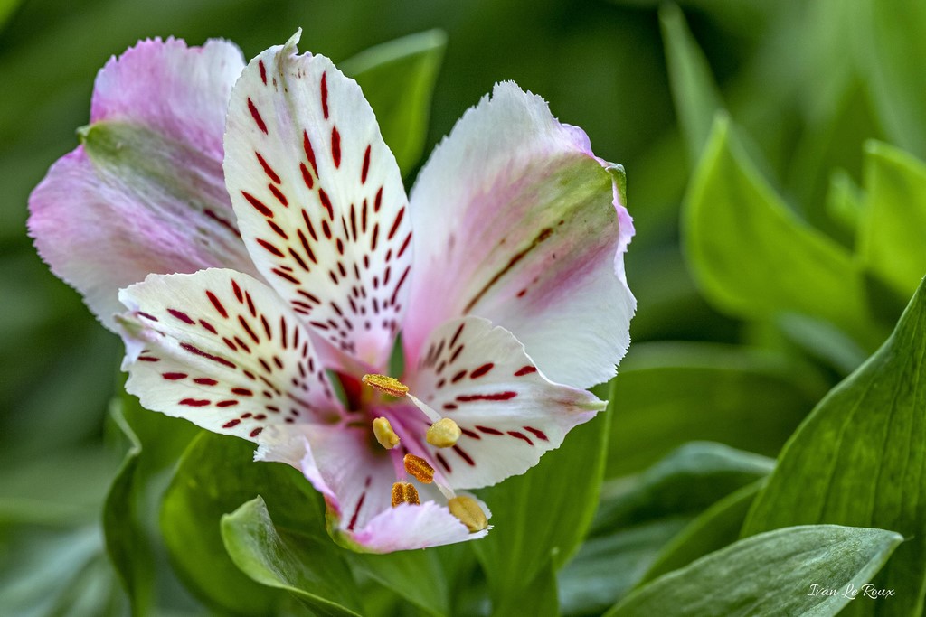 Lys des Incas (Alstroemeria Aurea)