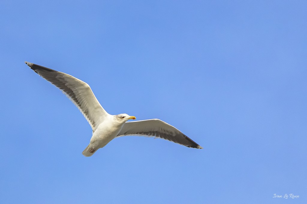 Goéland Argenté - 2019   
