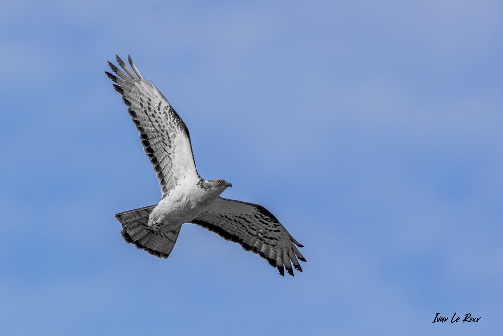 ​Bondrée Apivore - Romilly-la-Puthenaye - 2020