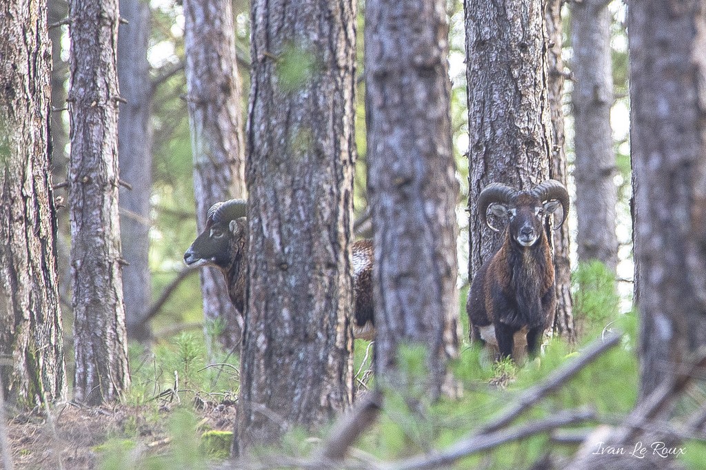 Mouflons en forêt  - Baie de Somme
