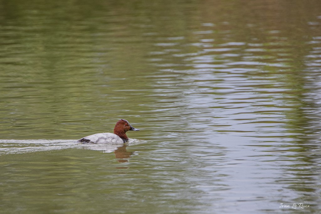 Fuligule Milouin (Aythya ferina) - Etangs de la Poultière (La Guéroulde - 27)