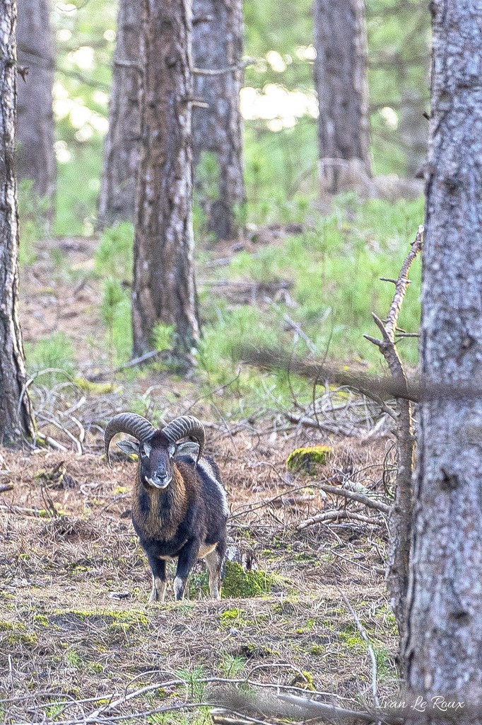 Mouflons en forêt  - Baie de Somme