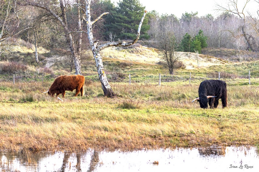 Highland Cattles Baie de Somme (Marquenterre)