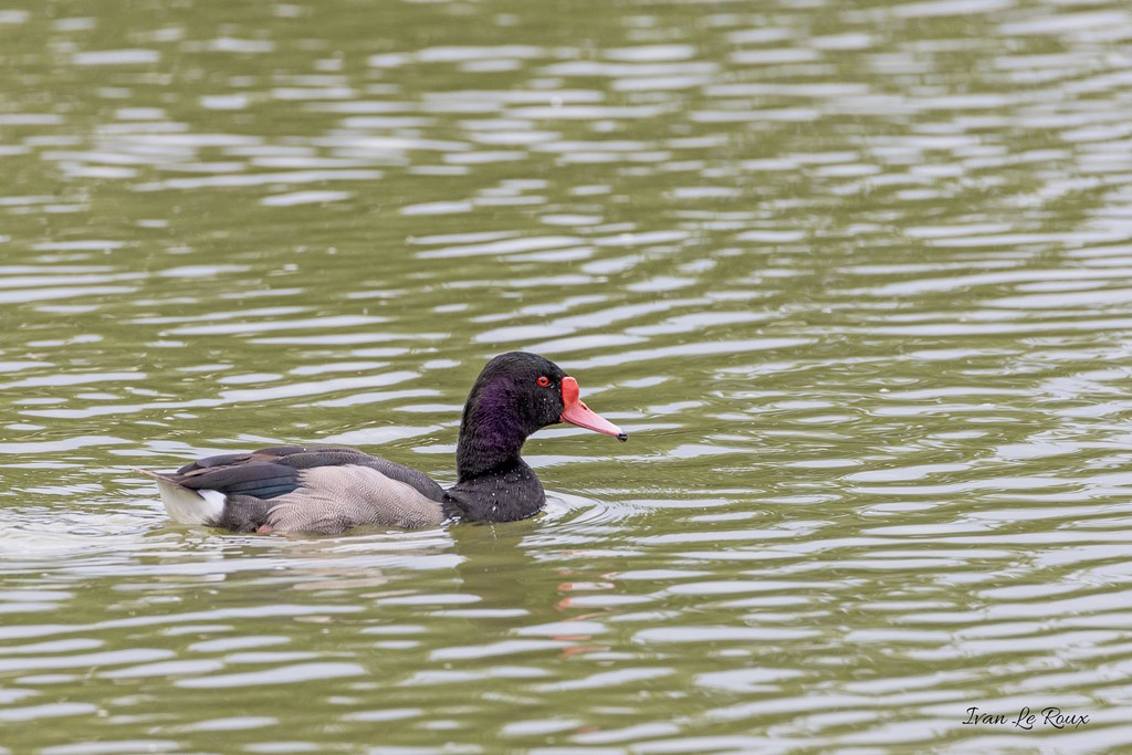 Nette à Bec Rosé ou Demi Deuil - Etangs de la Poultière (La Guéroulde - 27)
