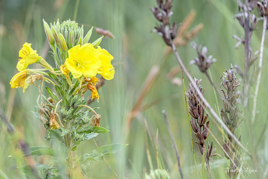 L'Onagre ou "Herbe aux ânes"