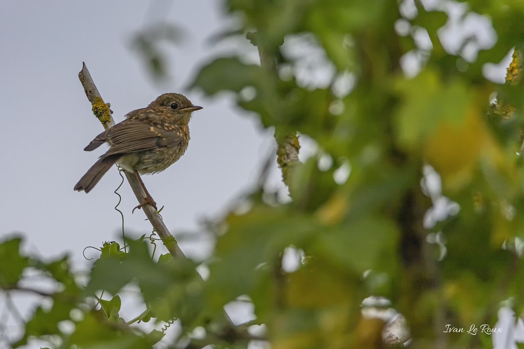 Gobemouche Juvenile - 2020