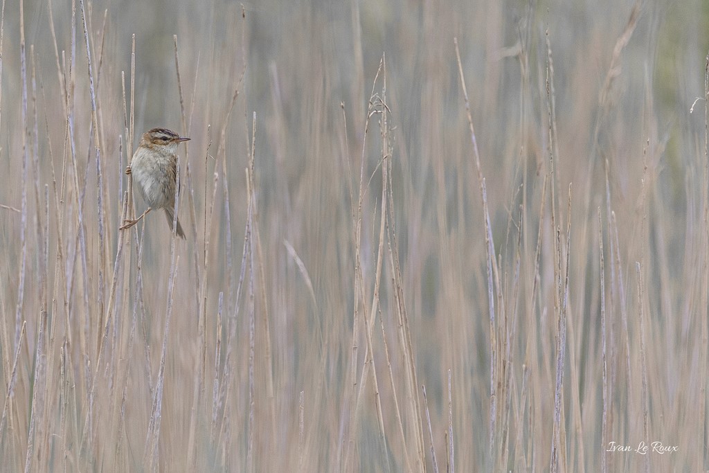 Phragmite des Joncs - 2020