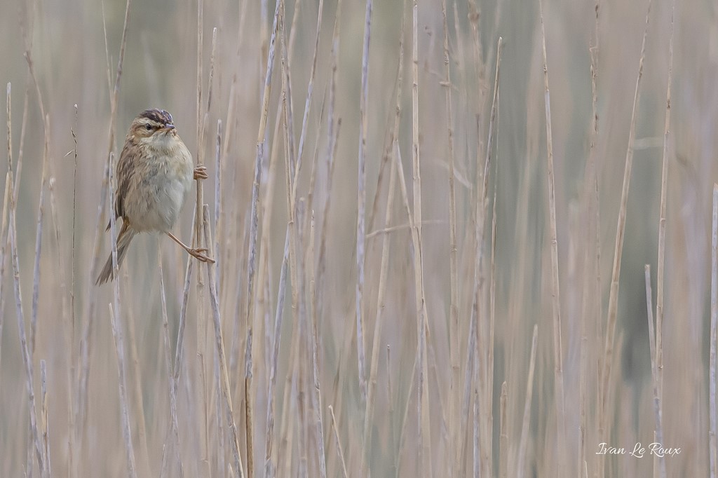 Phragmite des Joncs - 2020