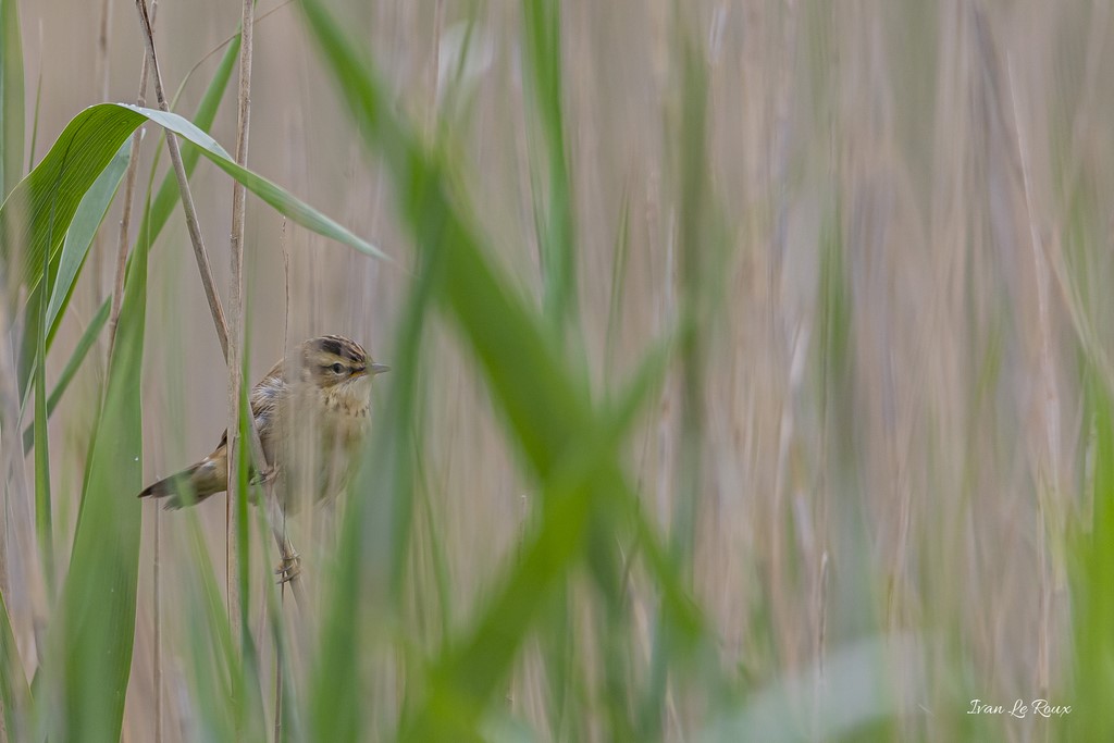 Phragmite des Joncs - 2020