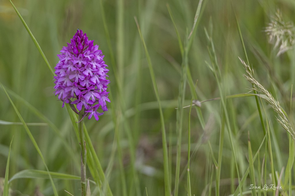 Orchis pyramidal (Anacamptis pyramidalis)
