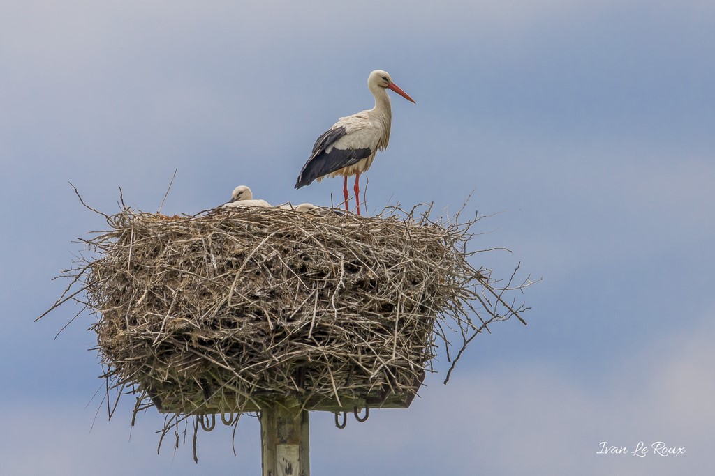 Cigogne et Cigogneaux
