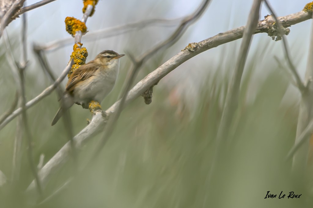 Phragmite des Joncs - 2020