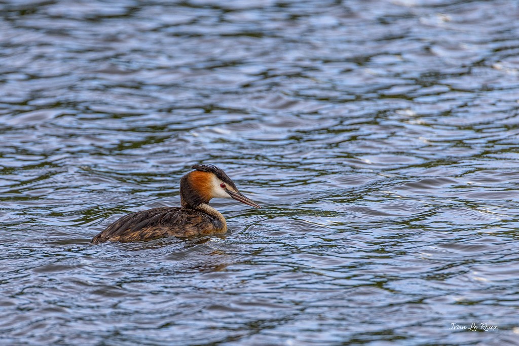 Grèbe Huppé - Fontaine-la-Soret (27) - 2020