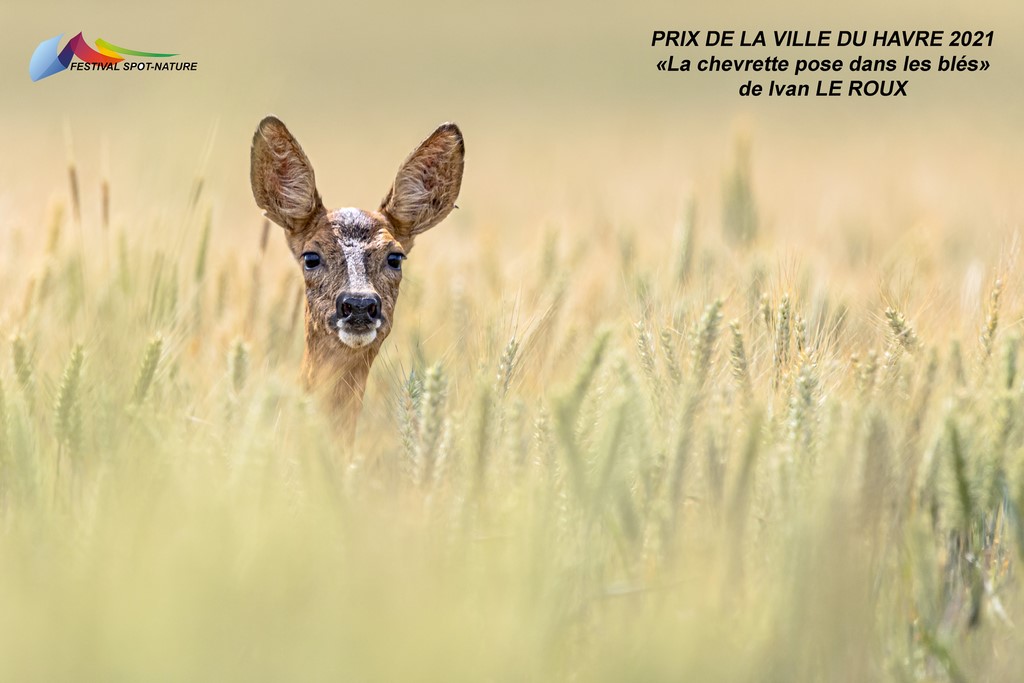 Photo qui a reçu le "Prix de la Ville du Havre" à Spot Nature 2021 photographe Ivan Le Roux Romilly-la-Puthenaye