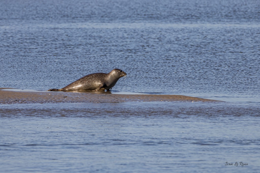 Phoques Veaux marins  - Baie d'Authie (62)  - 2020