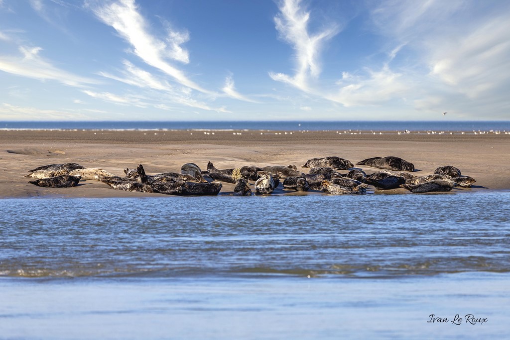 L'heure de la sieste  - Baie d'Authie (62)  - 2020