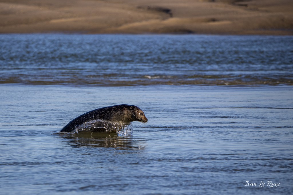 Phoque Veau marin  - Baie d'Authie (62)