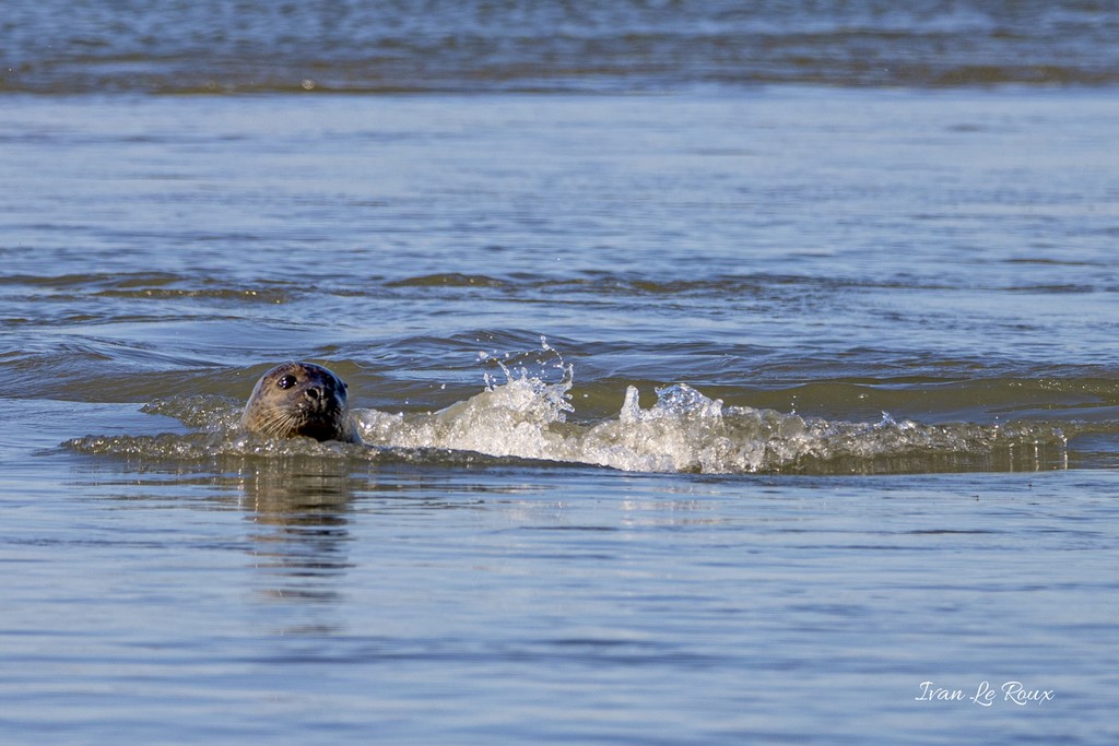 Phoques Veaux marins  - Baie d'Authie (62)  - 2020