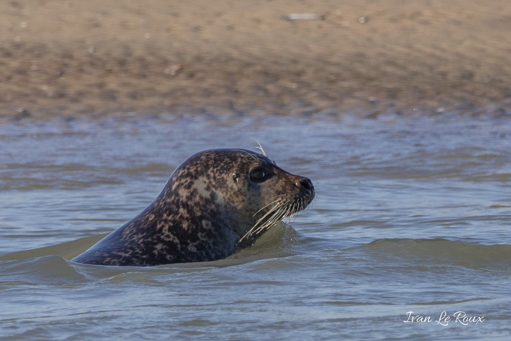 Phoques Veaux marins  - Baie d'Authie (62)  - 202