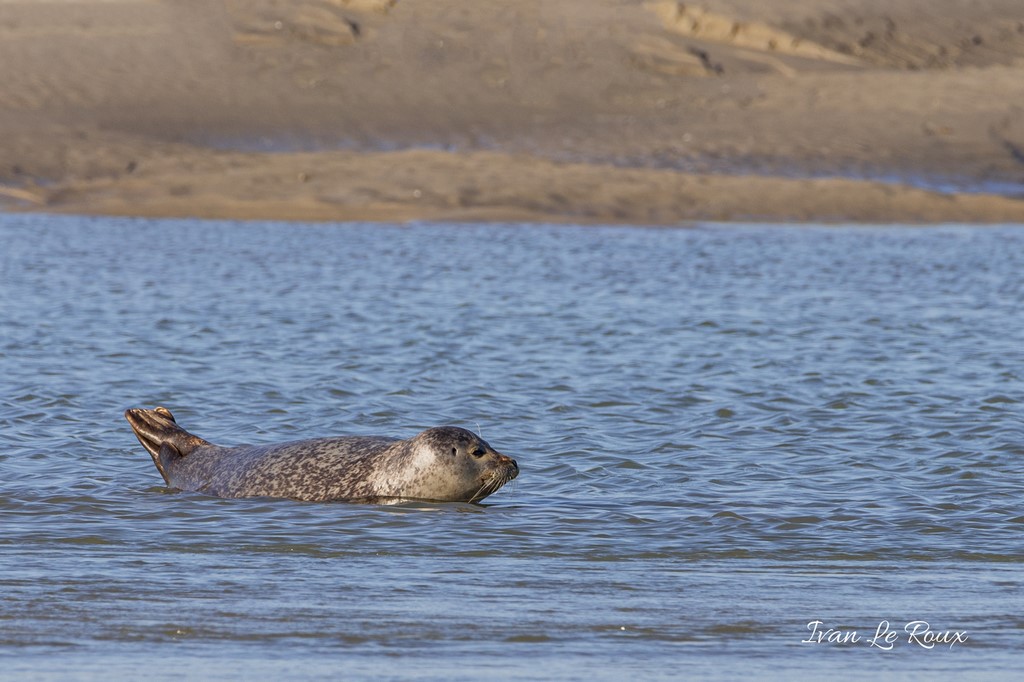 Phoque Veau marin  - Baie d'Authie (62)