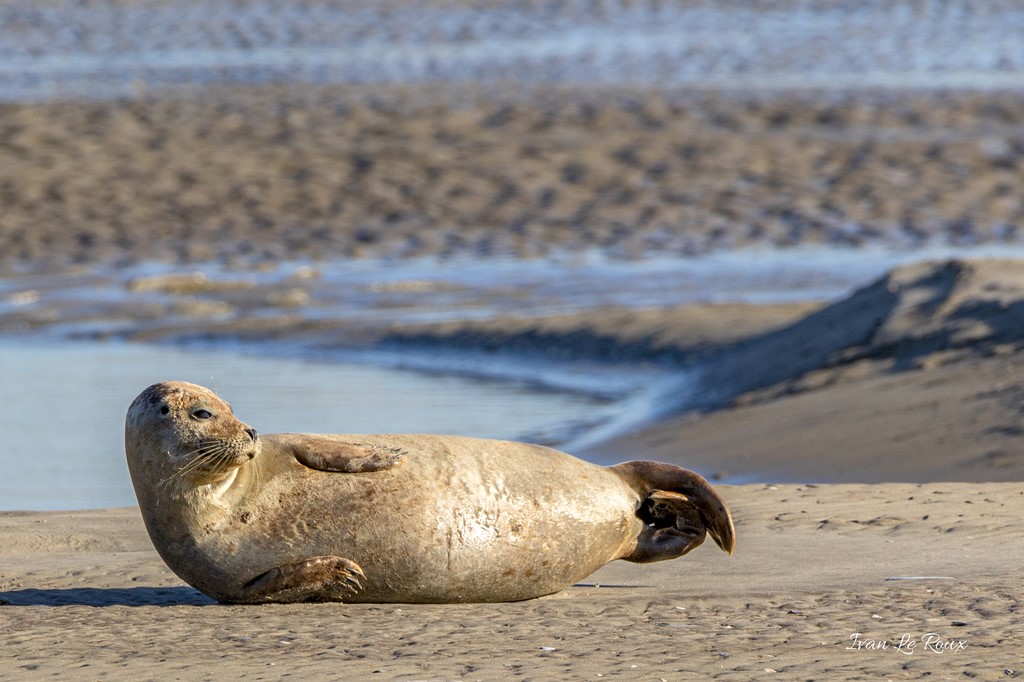 Phoques Veaux marins  - Baie d'Authie (62)  - 2020
