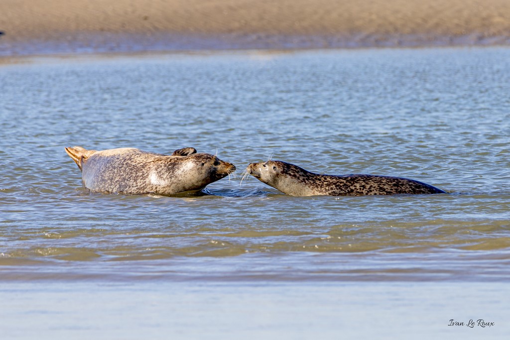 Phoques Veaux marins  - Baie de Somme (80)s  - 2020