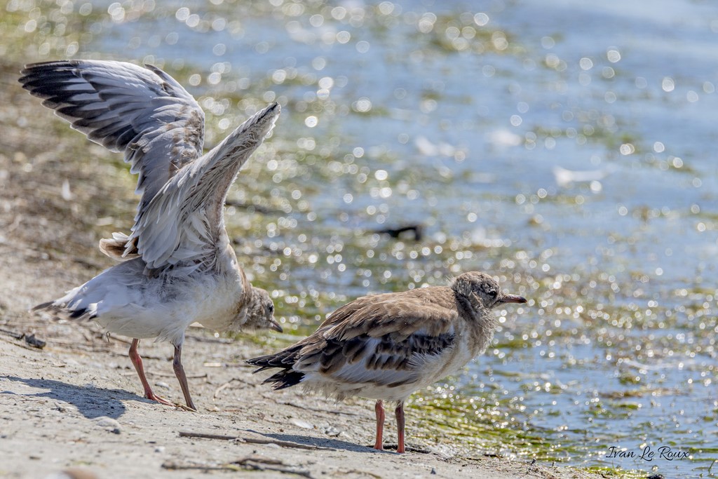 Mouettes Rieuses juvéniles - Parc du Marquenterre (80) - 2020