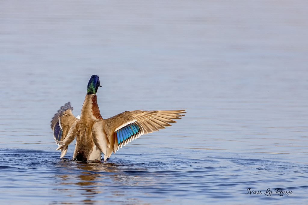 Réserve Naturelle de Beauguillot