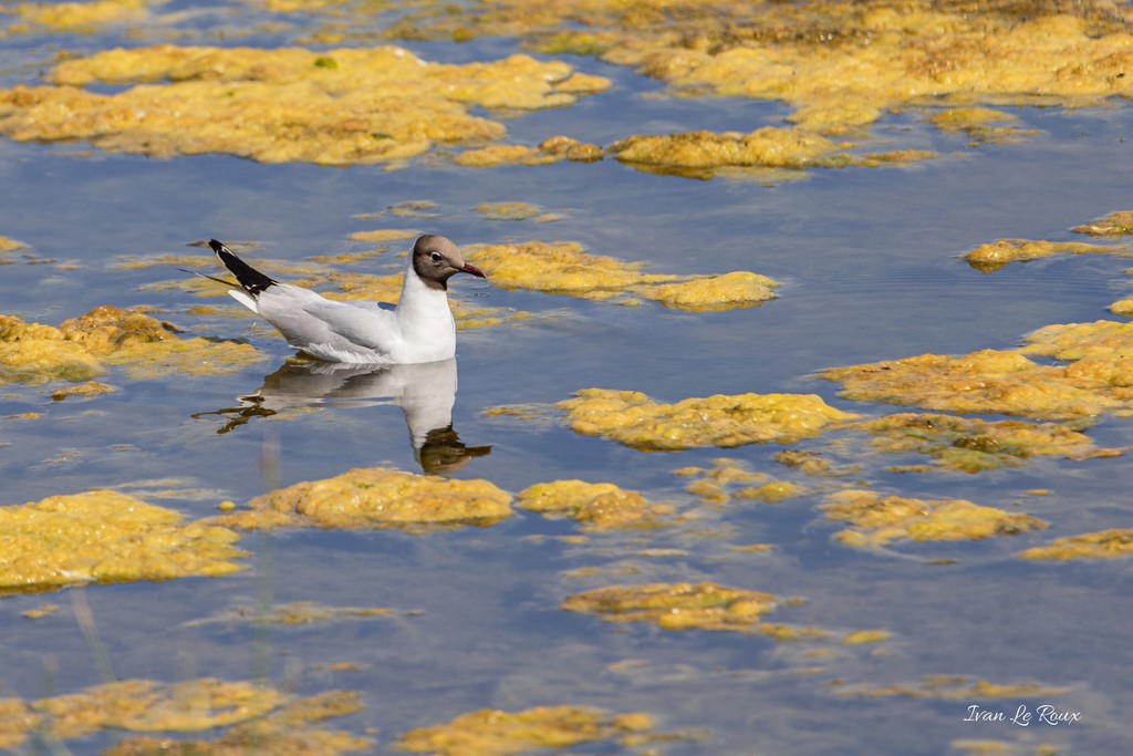 Mouette Rieuse - Parc du Marquenterre (80) - 2020