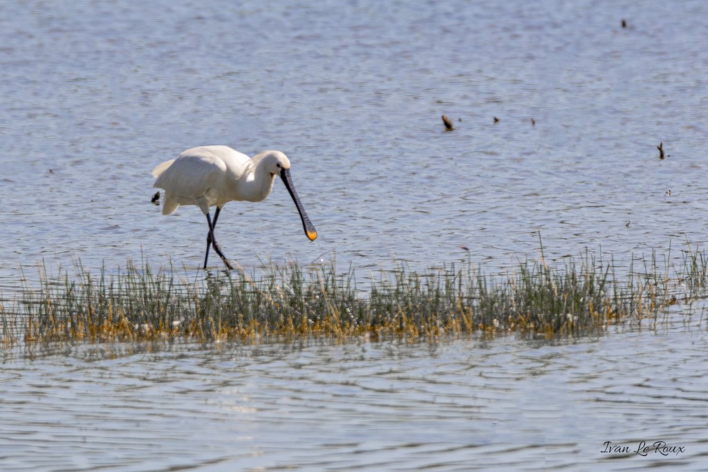 Spatule Blanche - Parc du Marquenterre (80) - 2020