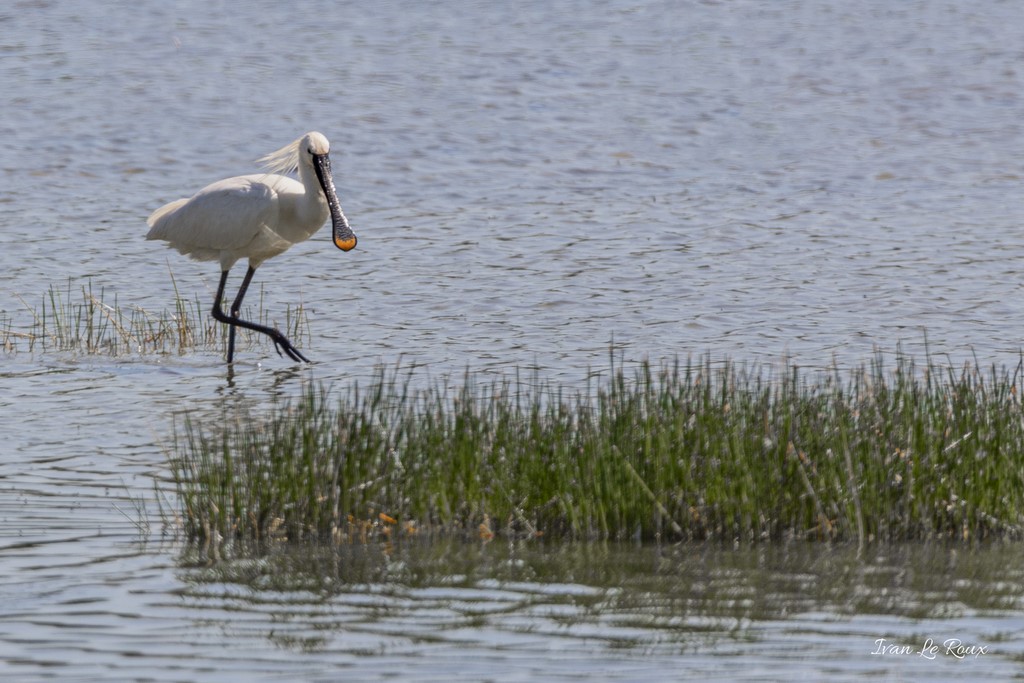 Spatule Blanche - Parc du Marquenterre (80) - 2020