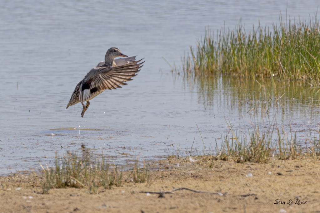 Canard Chipeau - Parc du Marquenterre (80) - 2020