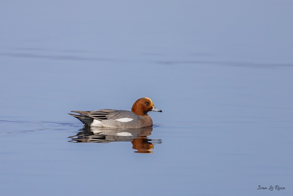 Canard Siffleur - Réserve Naturelle de beauguillot (50) - 2020