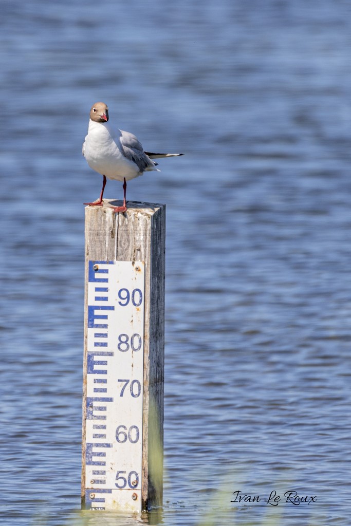 Mouette Rieuse - Parc du Marquenterre (80) - 2020