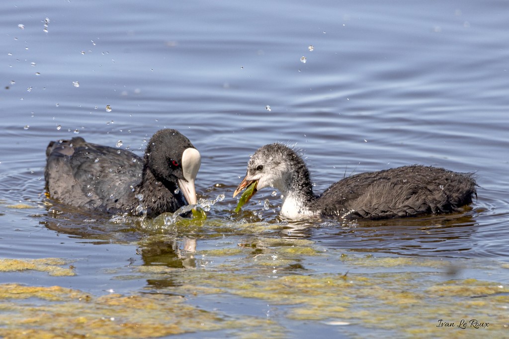 Foulques Macroules - Parc du Marquenterre (80) - 2020