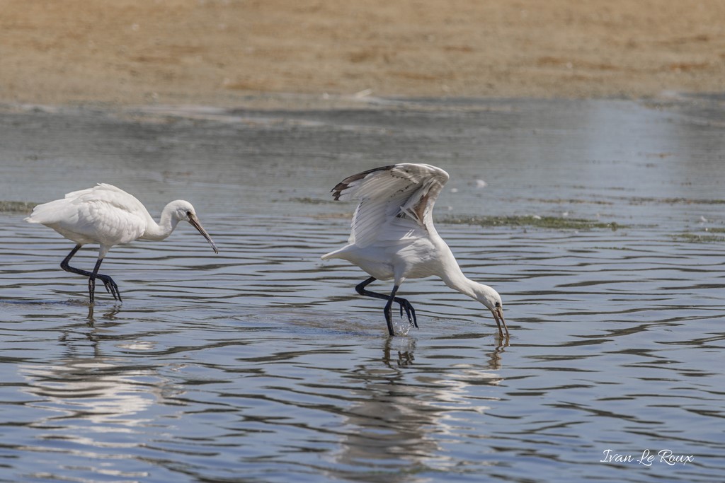 Spatules Blanches - Parc du Marquenterre (80) - 2020
