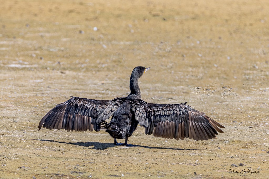 Grand Cormoran - Parc du Marquenterre (80) - 2020