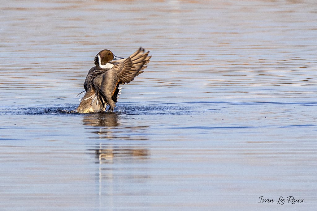 Canard Pilet - Réserve Naturelle de beauguillot (50) - 2020