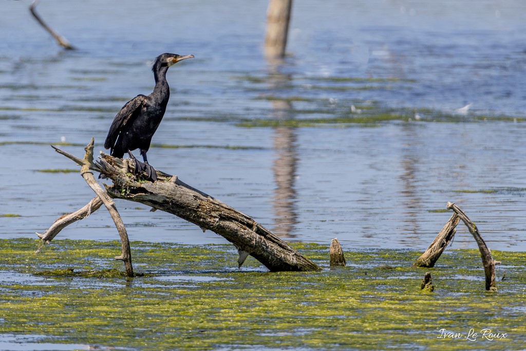 Grand Cormoran - Parc du Marquenterre (80) - 2020