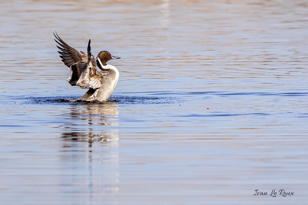 Canard Pilet - Réserve Naturelle de beauguillot (50) - 2020