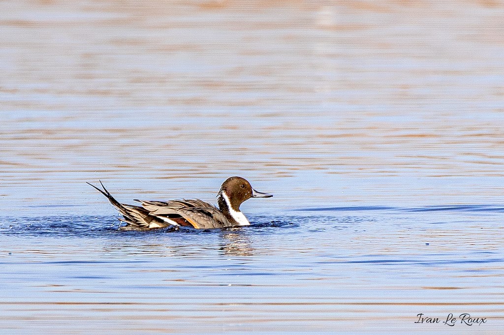 Canard Pilet - Réserve Naturelle de beauguillot (50) - 2020