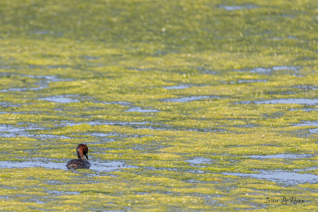Grèbe Castagneux - Parc du Marquenterre (80) - 2020