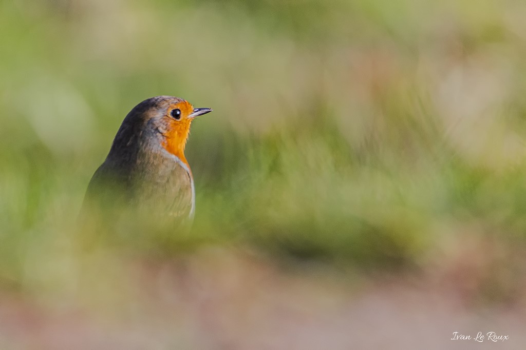 Rouge-Gorge Réserve Naturelle de Beauguillot