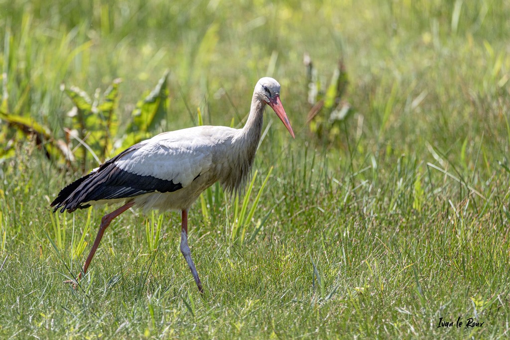 Cigogne Blanche - Parc du Marquenterre (80) - 2020