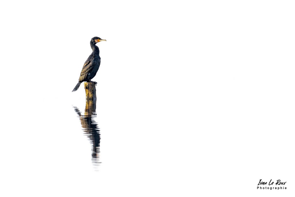 La Sérénité du Cormoran  - Parc des Marais du Cotentin et du Bessin - 2020 - Canon EOS 6D Mark II, Tamron SP 150-600 mm f/5-6.3 Di VC USD G2 A022, 600 mm, 1/500s, f/6.3 ISO 320, Priorité Ouverture Ivan Le Roux Photographie animalière Normandie France