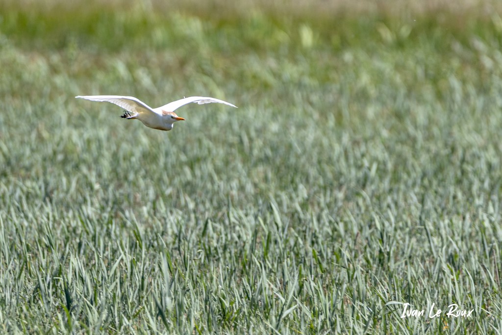 Héron Garde-Boeufs -  Parc du Marquenterre (80) - 2020