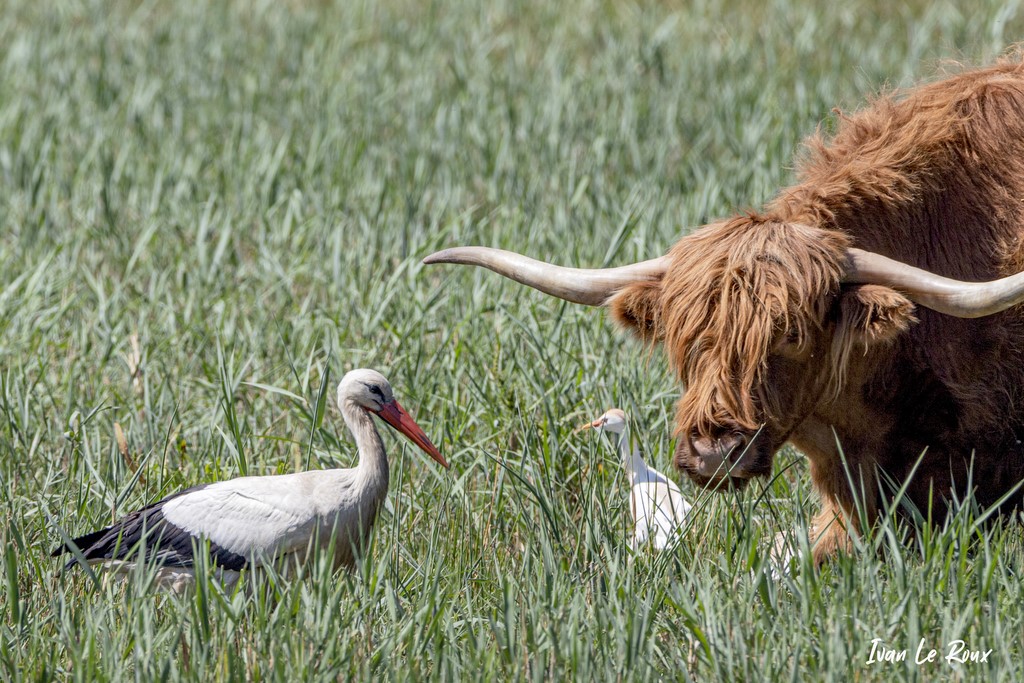 Cigogne, Héron Garde-Boeufs et Taureau Hihgland