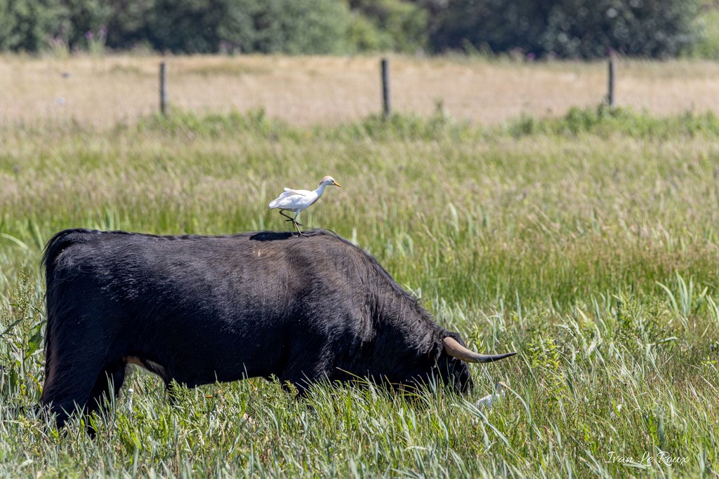 Héron Garde-Boeufs et Taureau Highland 