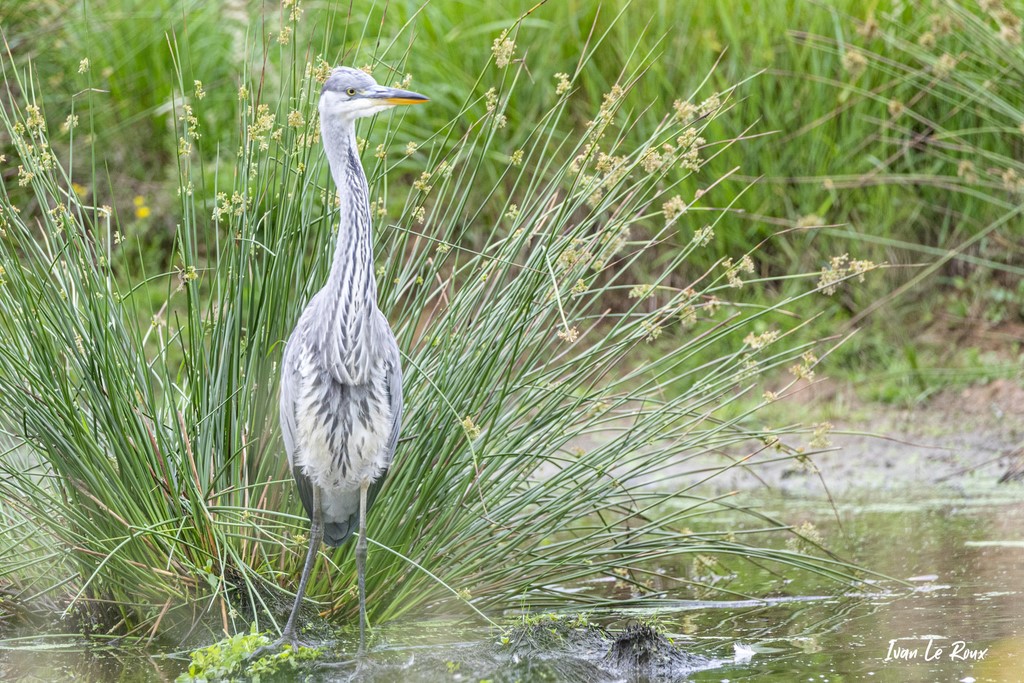 Héron Cendré - Mare de Romilly-la-Puthenaye (27)La Noé de Bougy Eure Normandie -  2021 Photo Ivan Le Roux
